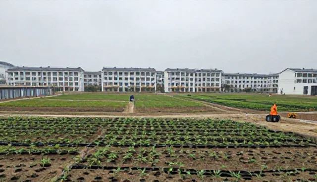 种苗选择中的技术指导关键点解析